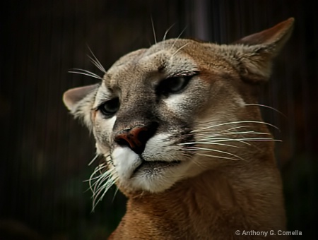 mountain-lion