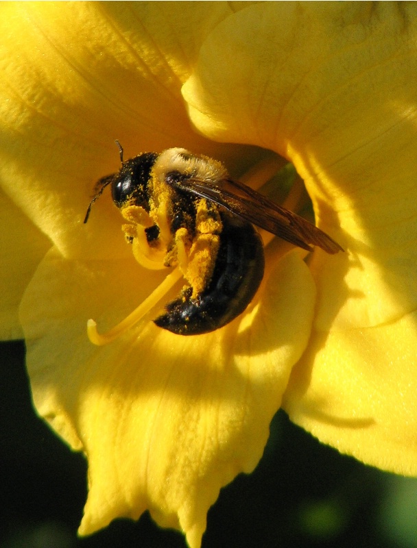 Buzz Pollination