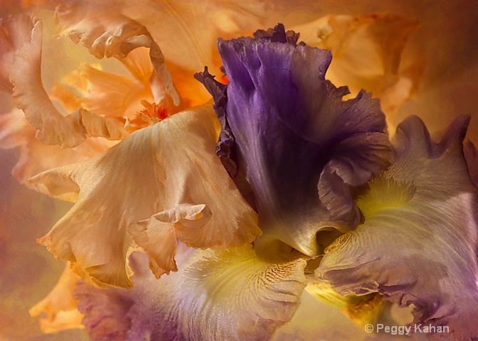 Purple Iris