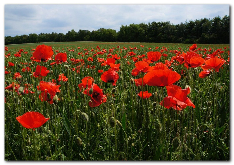 Today's Poppies