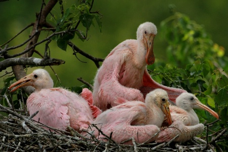 Spoonbill Chicks