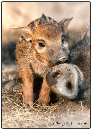 Nose to Nose