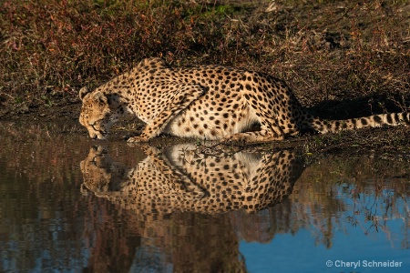 Cheetah Drinking