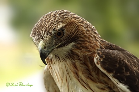 red tailed hawk