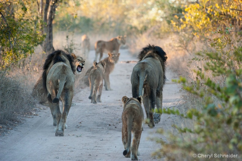 Morning Stroll