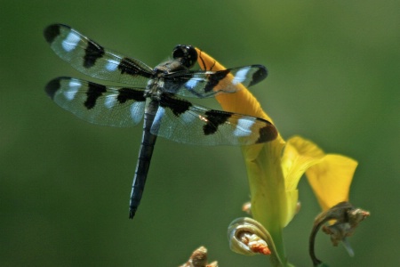 dragonfly 