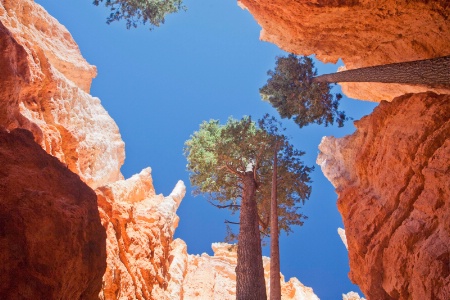 View from Navajo Trail