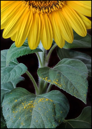 Sunflower Tears