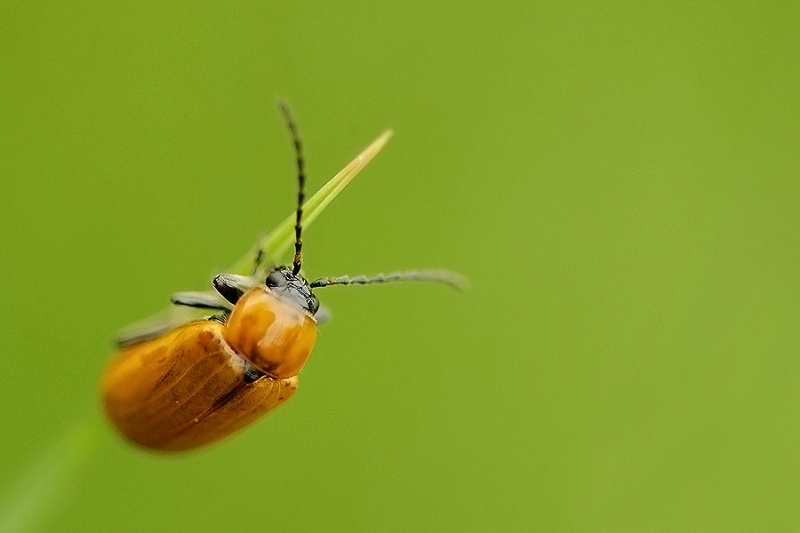 beetle