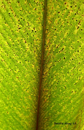 Mottled Leaves