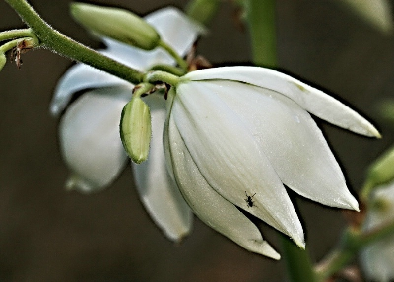 Yard Yucca and Friend