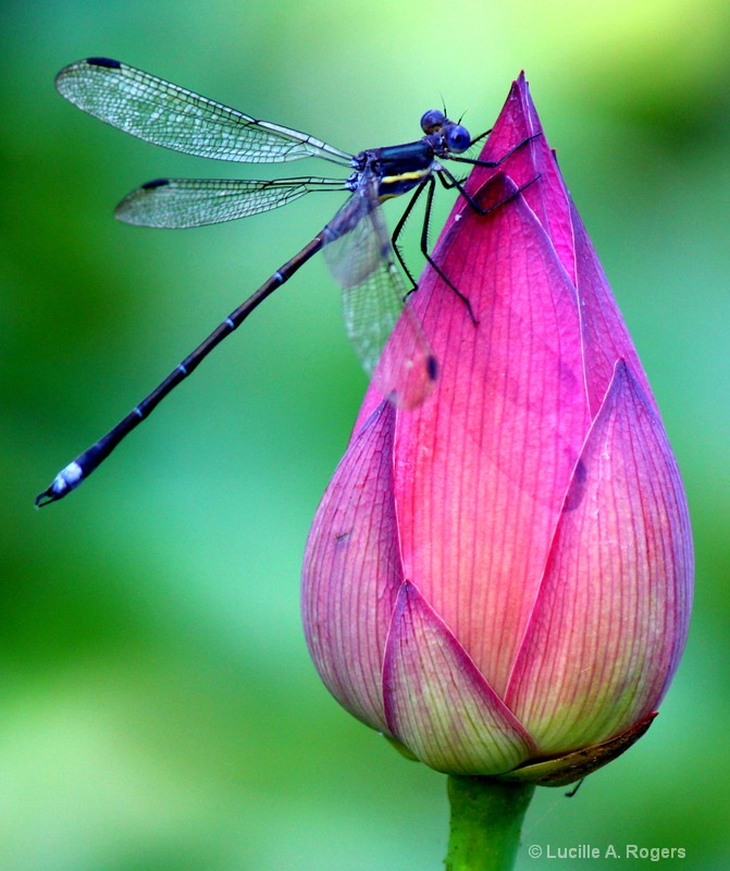 Lil' Blue Dragonfly