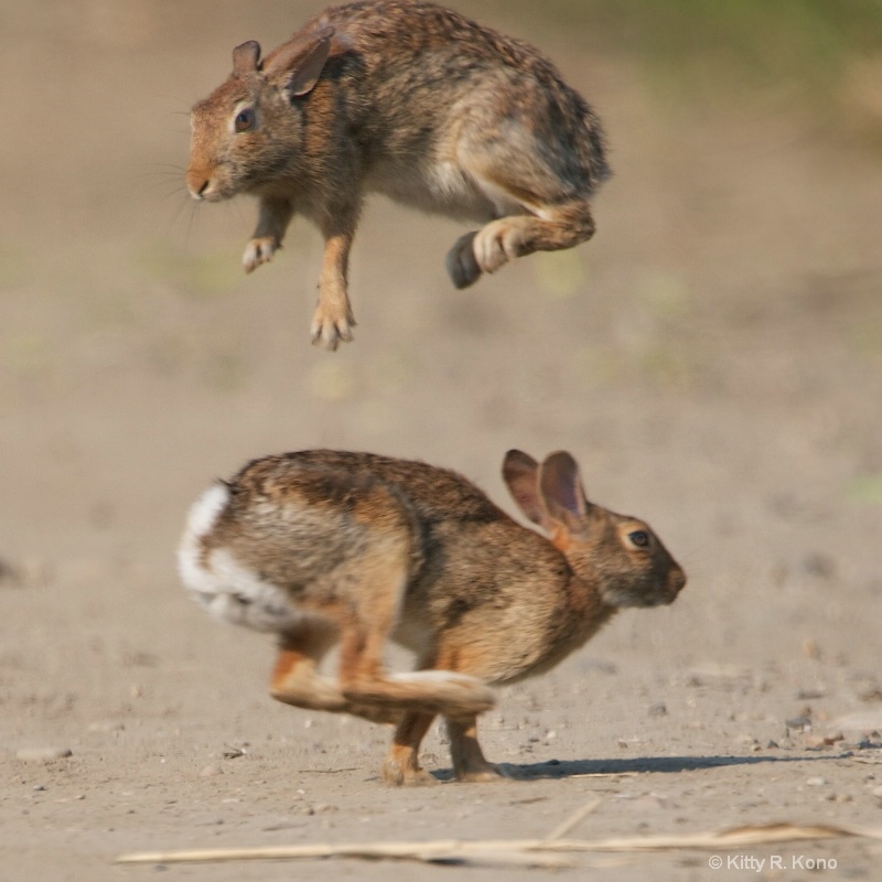 Bunny Hop