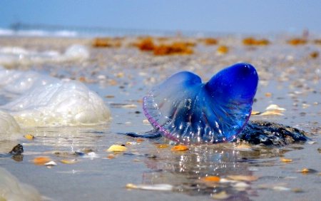 Blue Jelly Fish