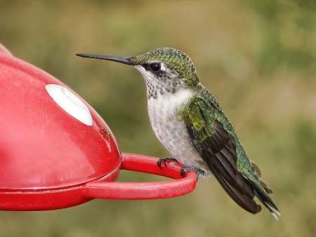 Just a Hummingbird