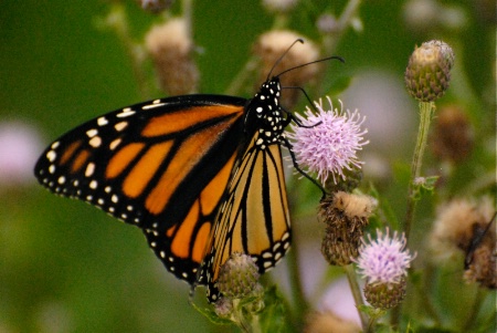 Monarch on Thistle