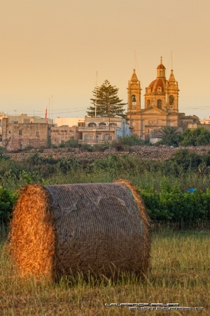 The Wheat Fields