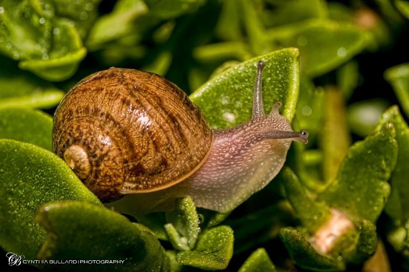 Garden Snail