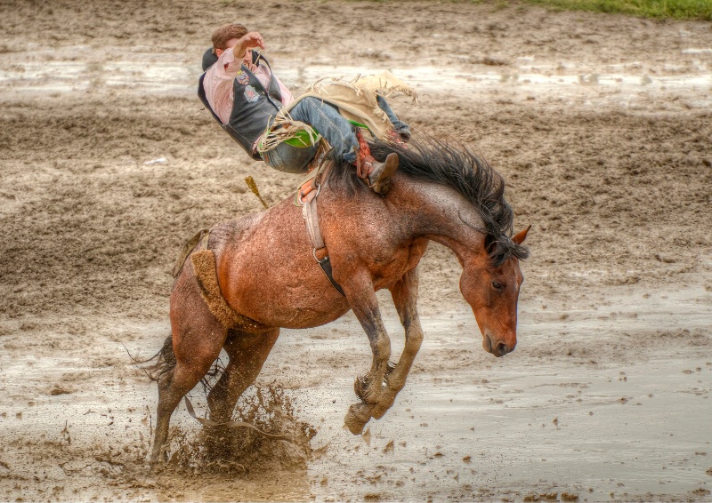 Bareback Bronc