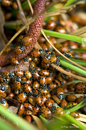 Lady Bug Party