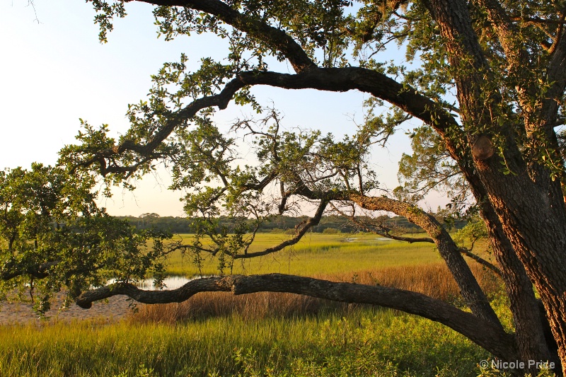 Swamp Sunset