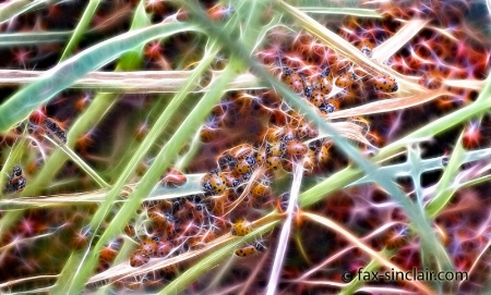 Lady Bugs Streaming