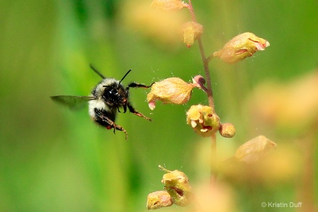 In for a landing