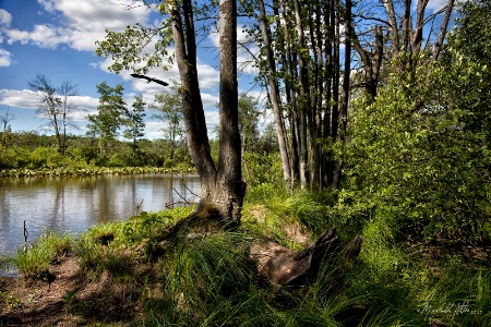 The Great Quakertown Swamp