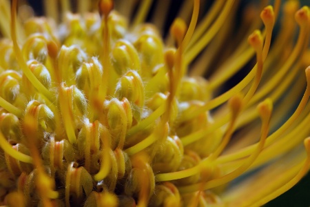 Inner Protea