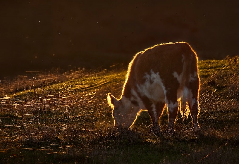 Hereford cow