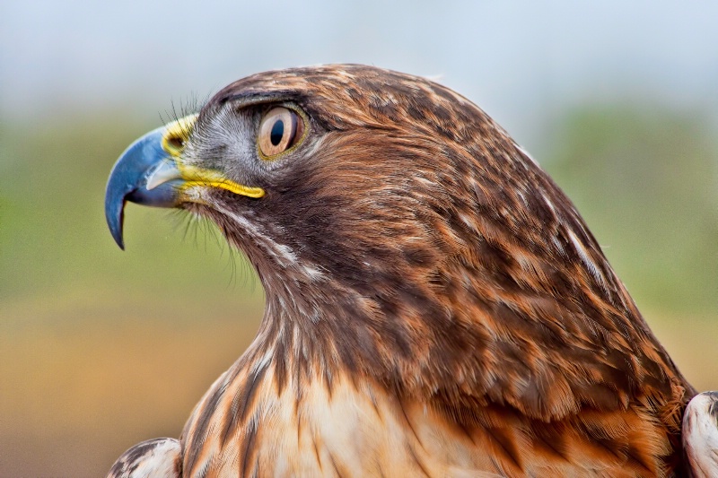 Red Tailed Hawk