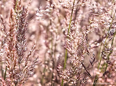 Sea of Grass