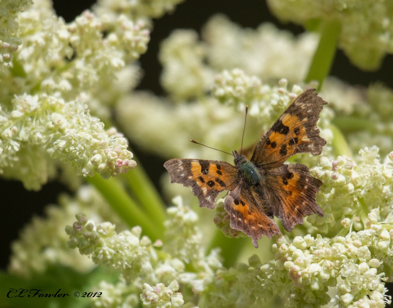  Painted Lady