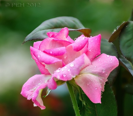 Hybrid Tea Rose