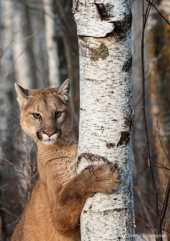 Mountain Lion 0406