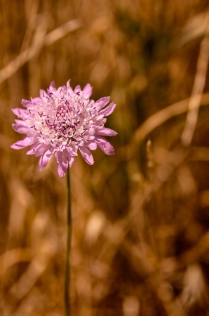 California Wildflower