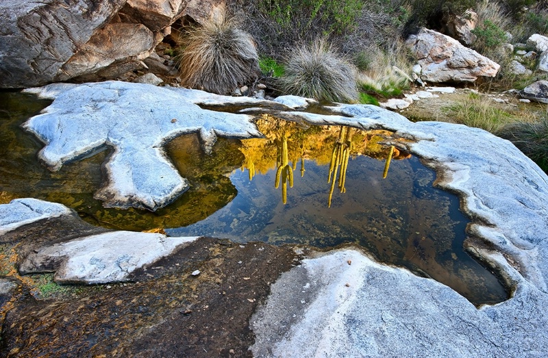 Reflection in the Tank  July 2012 BP FINALIST - ID: 13127570 © Patricia A. Casey