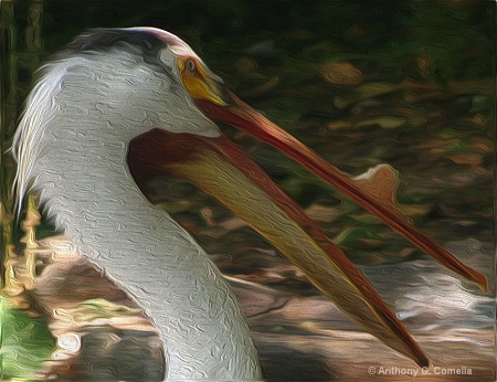 Pelican