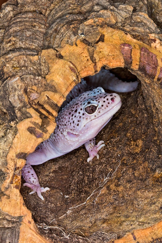 Leopard Gecko