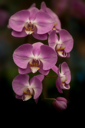 Pink Orchids