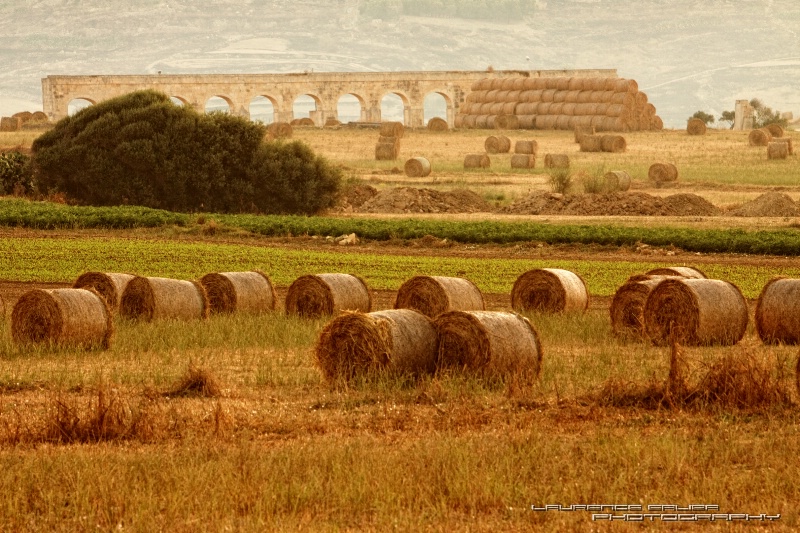 The Wheat Fields