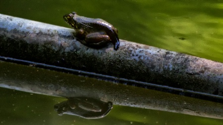 FROG...almost