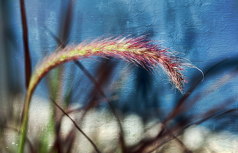 Purple Fountain Grass