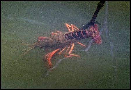 Another Crawfish