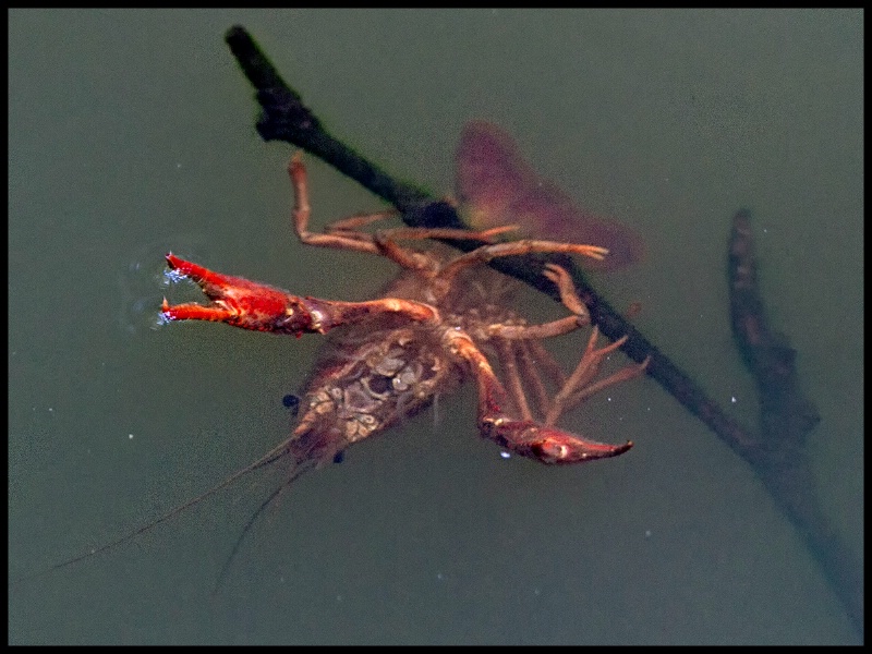 Crawfish Feeding