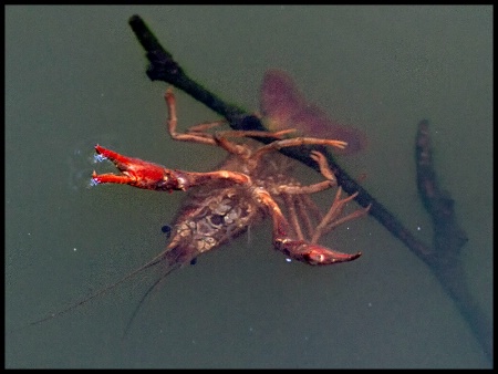 Crawfish Feeding