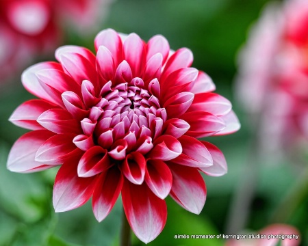 dahlia peppermint