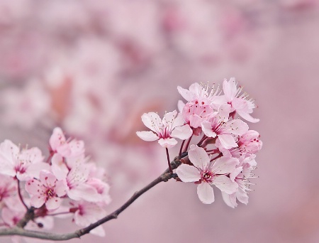 Cherry Blossoms