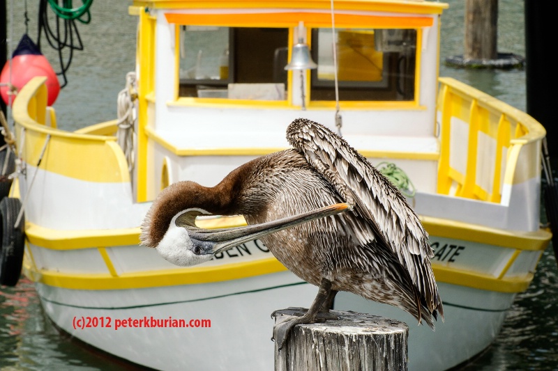 Pelican preening 