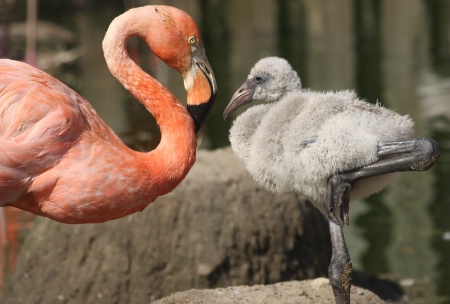 Flamingo and baby